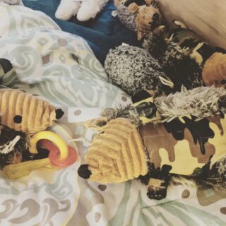 Ralph obviously has a favorite toy. Five hedgehogs in the bed when I got up this morning. #pugpuppy #puglife #vibrantlifedogtoys #dogtoys #dogtoyseverywhere